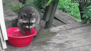 raccoon-washing-its-hands.gif