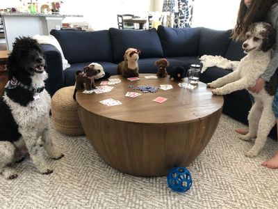 dogs don't like poker, 2020