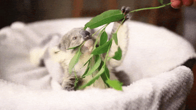 SusanCS_4-1589911059846.gif