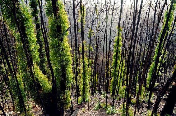 Epicormic growth ("Fluffy Trees") in New England National Park Credit: Nathan Rott/NPR