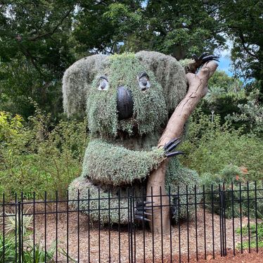Possible epicormic growth on a giant koala (unconfirmed) in the Sydney Royal Botanic Gardens. Credit: @MaddieJ