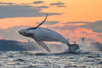 Source: https://www.dailymail.co.uk/news/article-4965690/Humpback-whale-breaches-Sydney-Harbour-sunset.html