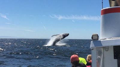 Whale off San Francisco on the way to the Farallon Islands.