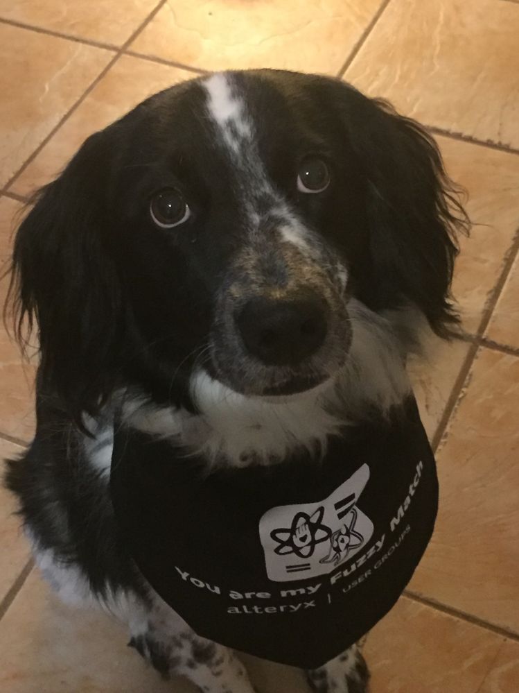 Lady Fuzzy Match Bandanna 2