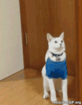 giphy-downsized (1).gif