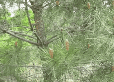 SusanCS_0-1633363402403.gif