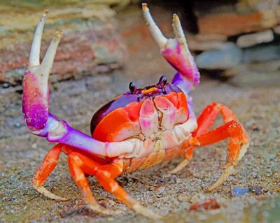 cute-crab-paint-by-number.jpg