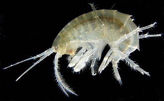 330px-Gammarus_roeselii.jpg