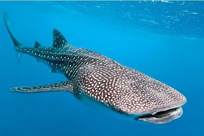 whale shark image