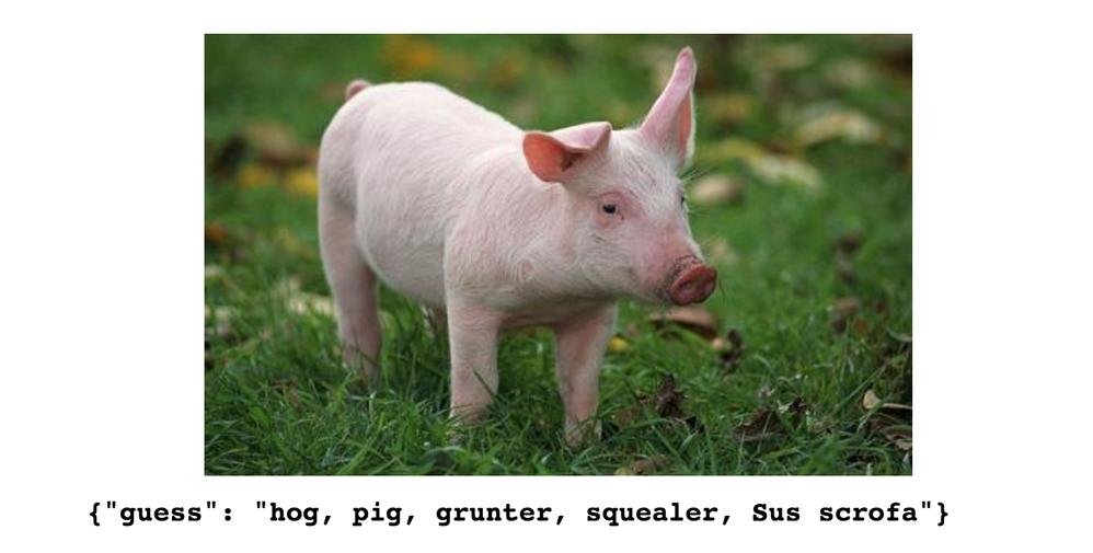 pig-with-classification.png