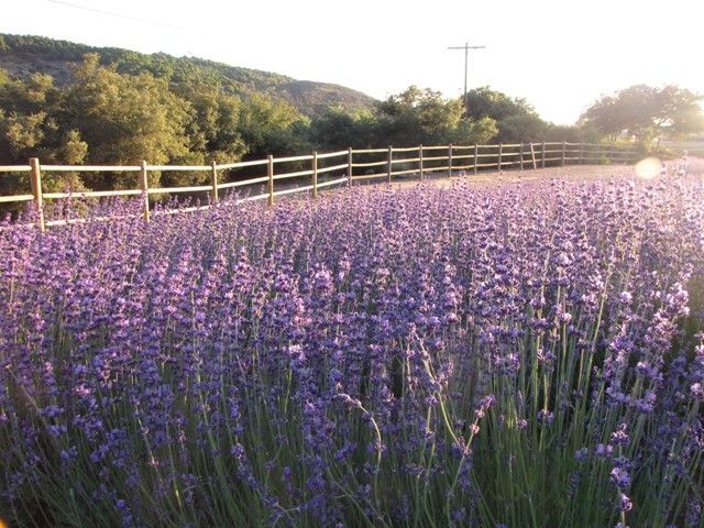 Lavender Farm.jpg
