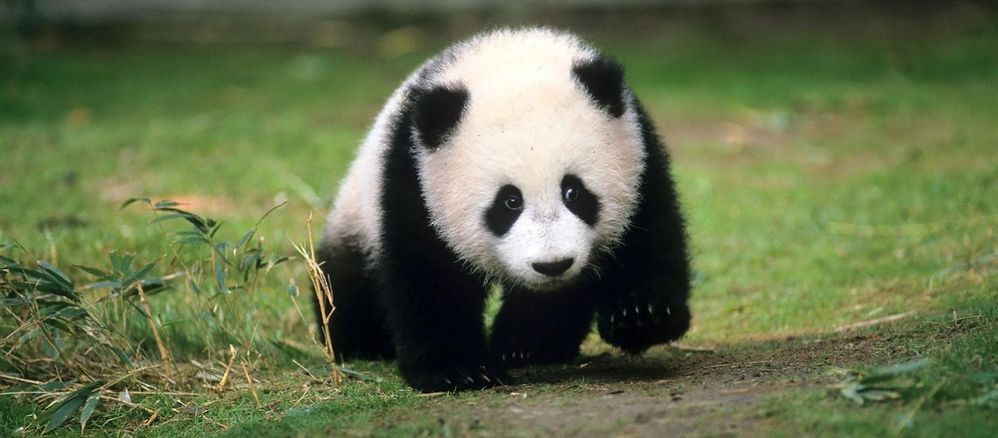 Baby Panda.jpg