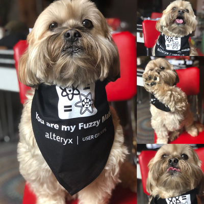 Cosmo loves his pet bandana!