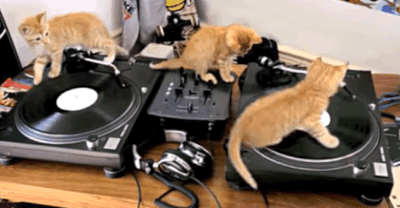 Cat_DJ.gif