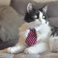 Business cat is wondering why there are so many joins in my solution.