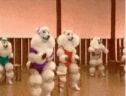 Poodle BootcAMP.gif