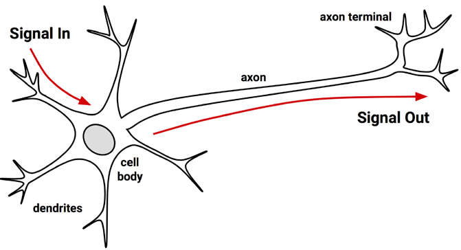 Figure 7.1: An artistic depiction of a biological neuron