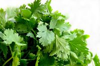 cilantro-1287301_640.jpg cilantro-1287301_640.jpg