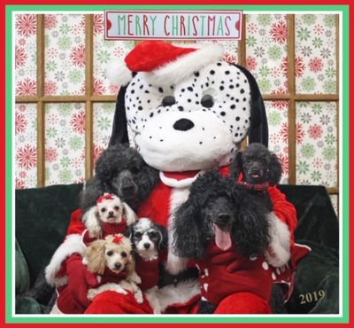 2019 Santa Paws